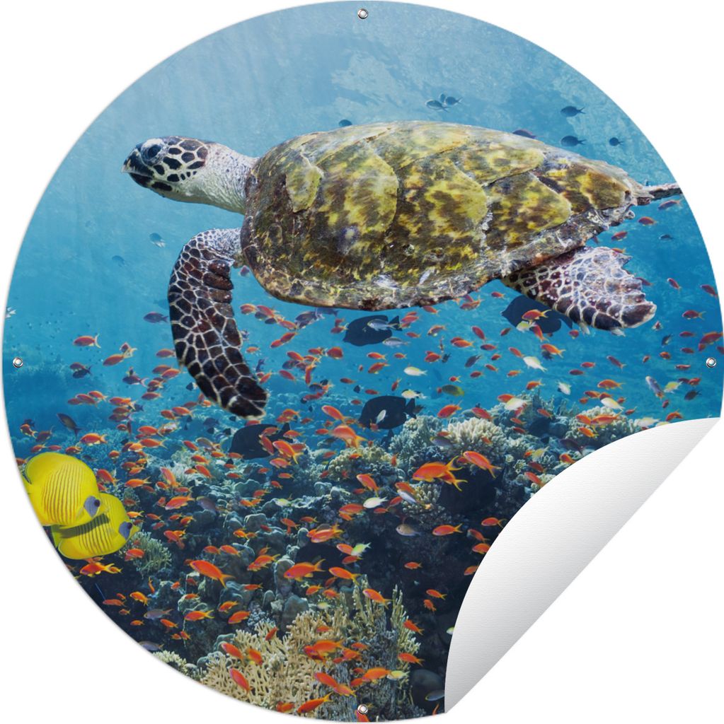 MuchoWow Gartenposter Outdoor-Poster Rund Schildkröte am Korallenriff Ø 150 cm Gartendeko Rundes Poster draußen