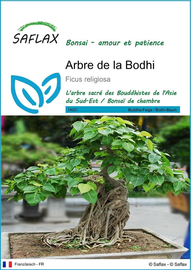 SAFLAX  - Arbre de la Bodhi - 100 graines - Ficus Image du produit 