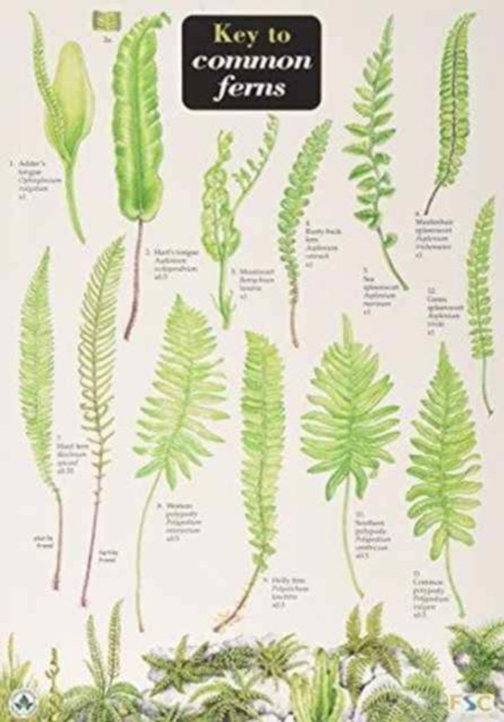 Key to Common Ferns