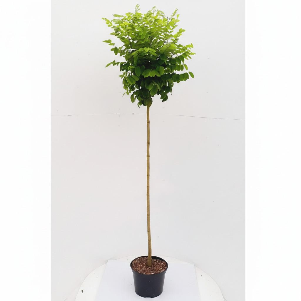 Robinia Umbraculifera, Kugelrobinie Stamm, Kugelbaum Produktbild 