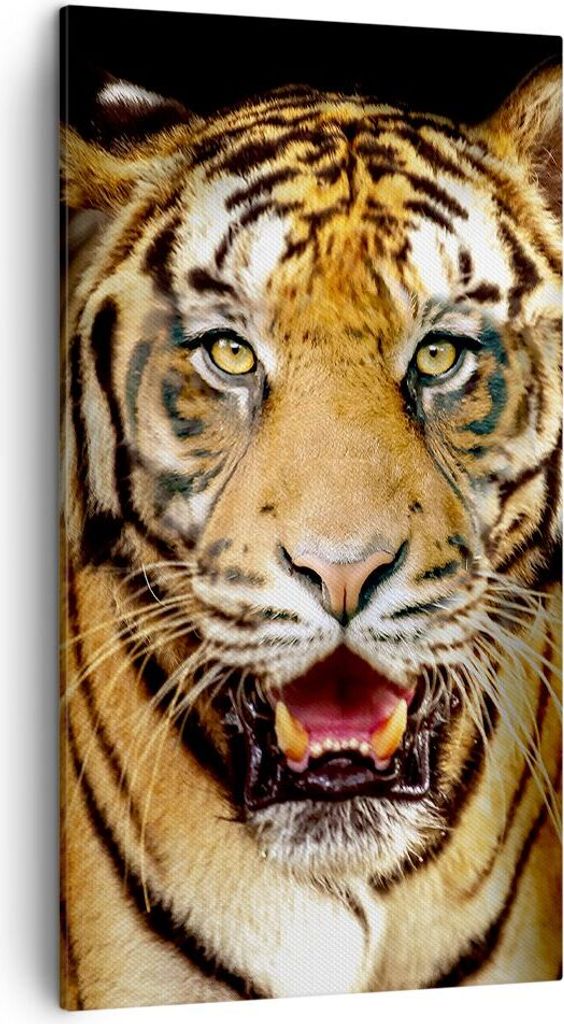Bild auf Leinwand - Leinwandbild - tiger tier - 45x80cm - Wand Bild - Wanddeko - Wandbilder - Leinwanddruck - Bilder - Kunstdruck - Wanddekoration ...