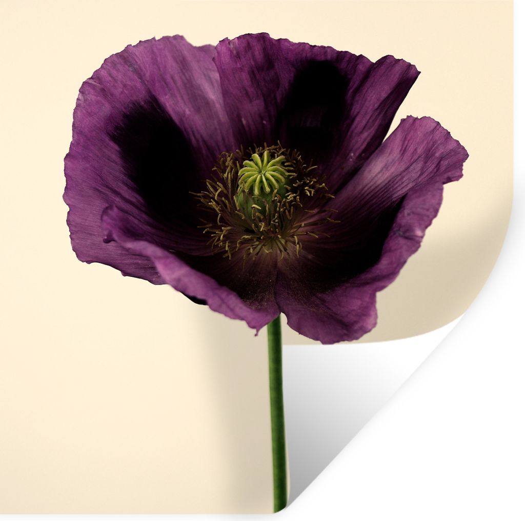 MuchoWow Wandtattoo Wandsticker Wandaufkleber Nahaufnahme eines violetten Mohns 30x30 cm Selbstklebend und Repositionierbar - Repositionierbar - ...