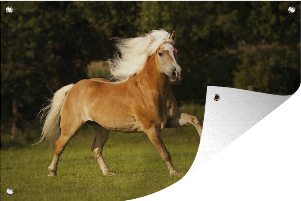 MuchoWow 90x60 cm Outdoor-Poster Gartendeko Sichtschutz Garten Poster für den Garten Haflingerpferd im Galopp