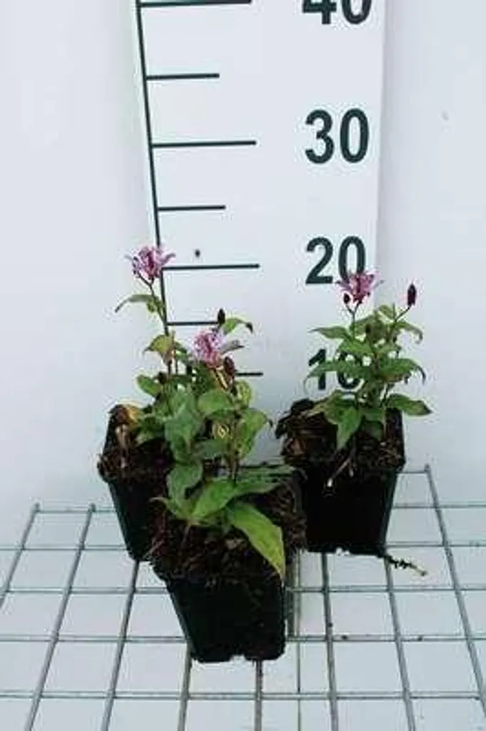 Lys crapaud Dark Form - Lot de 6 plantes vivaces d'ombre en godets
