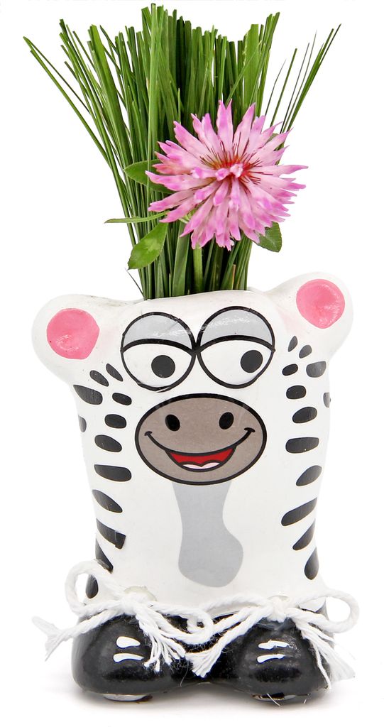 Anzuchtset Munakuppi Zebra | Anzuchtsets von Buzzy Gifts