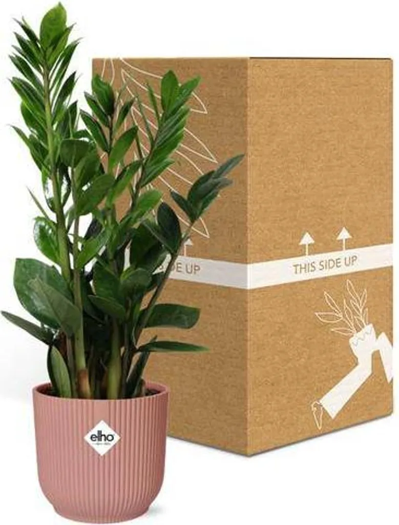 Plante Zamioculcas Ø14cm hauteur 45cm avec son cache-pot rose élégant - 3