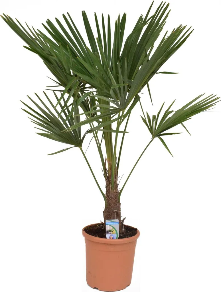 Aménager un jardin exotique avec le Palmier chanvre chinois 130-160cm