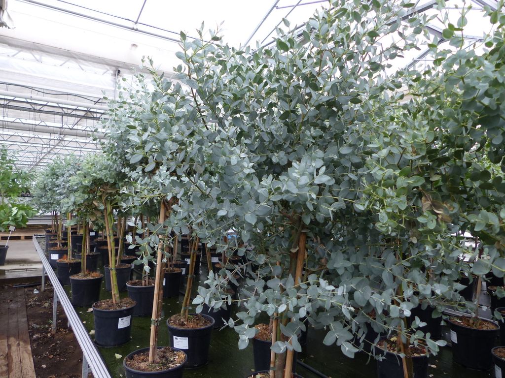 Eucalyptus Stamm Eukalyptusbaum, 90 - 120 cm, Pflanze Produktbild 6