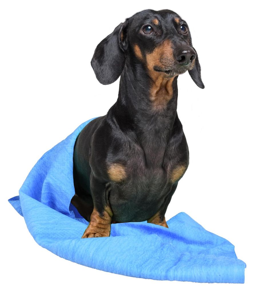 kühlmatte Hund - Kühlhandtuch Misty Mehrfarbig - 66x43 cm - Polyester absorbierend - sofort kühlender Effekt