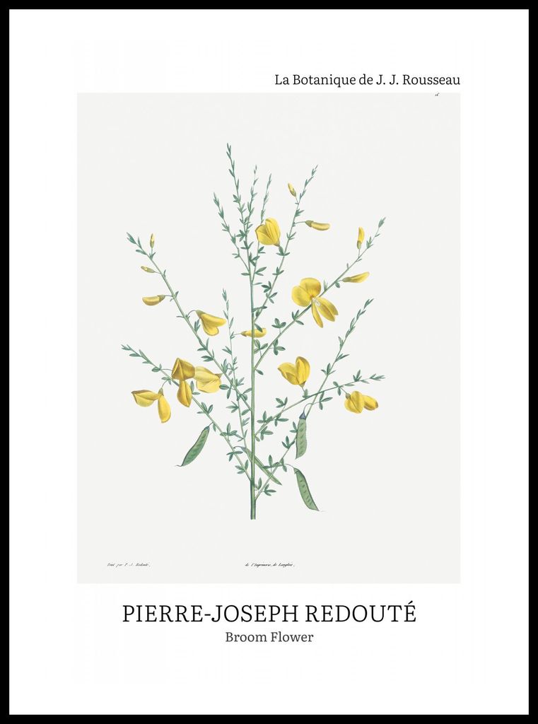 Plakat 50x70cm Design Besenblume, Redoute Vintage für das Wohnzimmer