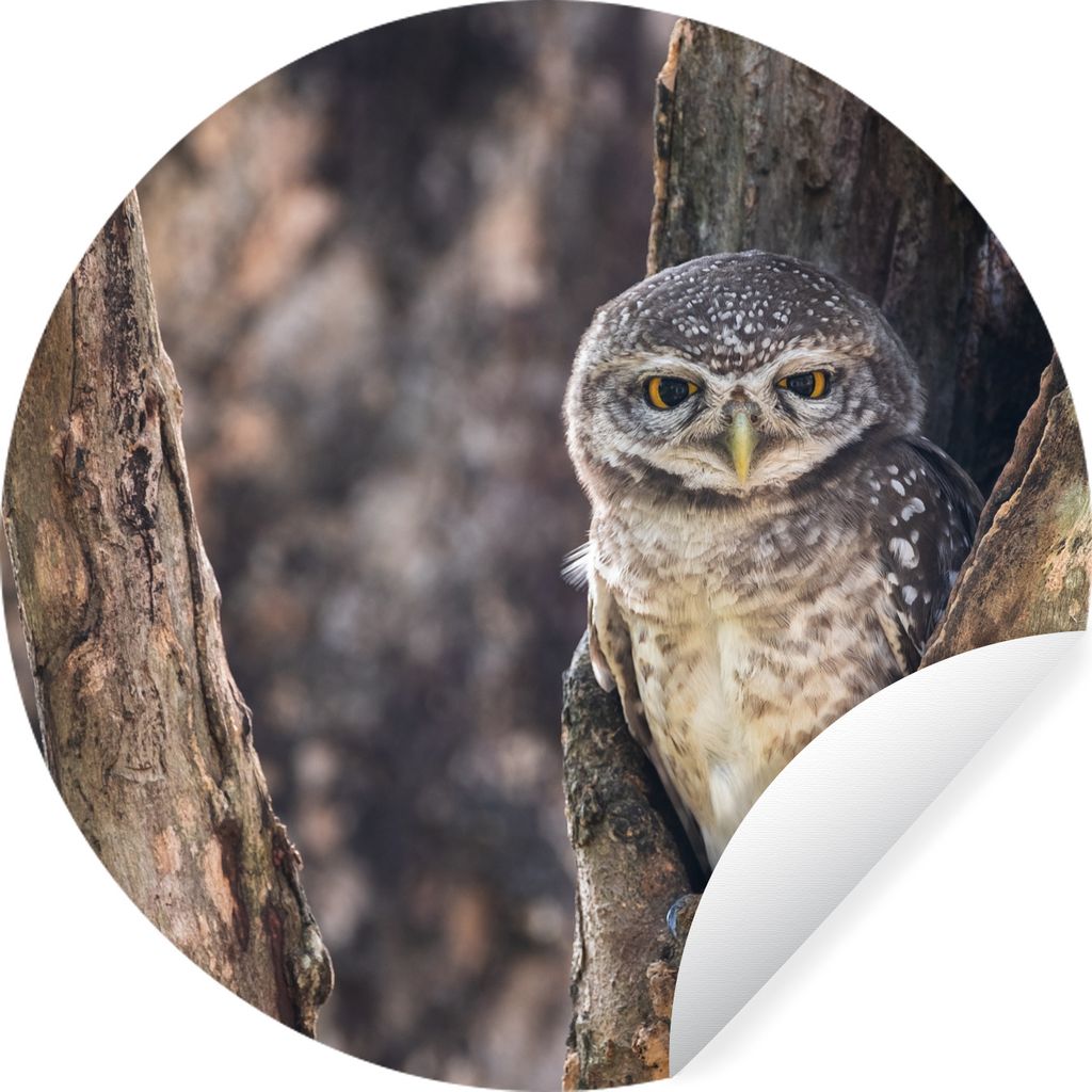 MuchoWow Runde Wandtattoo - Wandsticker Tapete Aufkleber Eule - Baum - Wald Ø 30 cm Selbstklebend und Repositionierbar - Wandaufkleber - Kreis -...