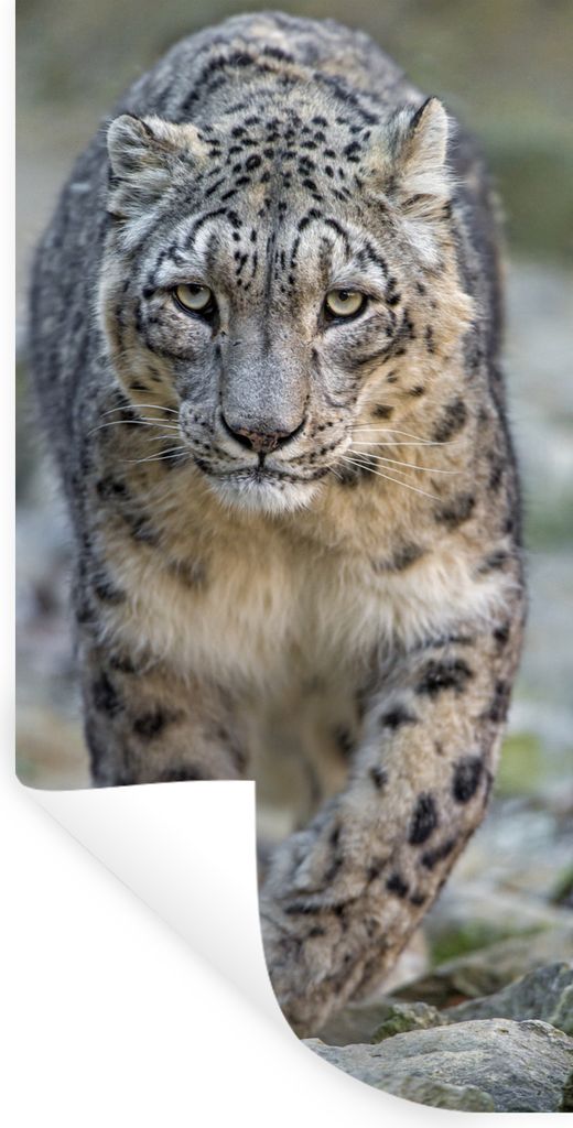MuchoWow Wandtattoo Wandsticker Wandaufkleber Leopard - Steine - Spaziergang 60x120 cm Selbstklebend und Repositionierbar - Selbstklebend - Fotot...