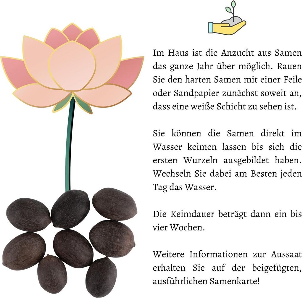 Lotus Samen winterhart (Nelumbo nucifera) - Indische Produktbild 6