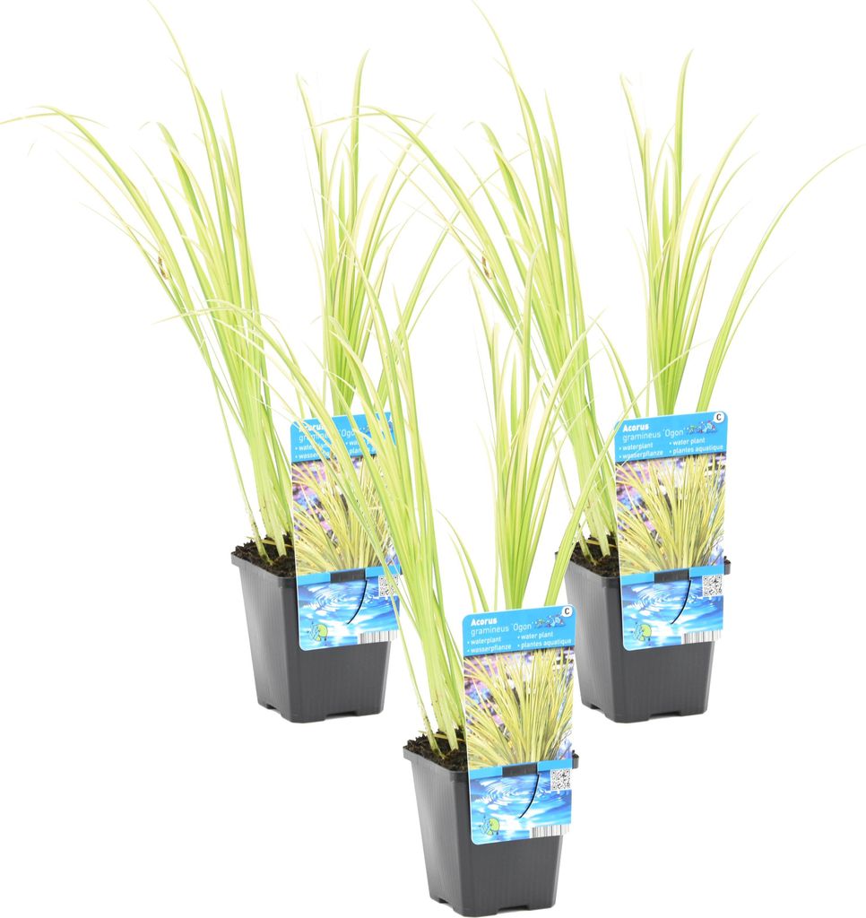 Bloomique - 3er Set - Acorus Ogon - Zwergkalamus - Teichpflanzen Winterhart - Wasserpflanzen - Zone 1-2 - Höhe 10-20 cm - Topf 9 cm