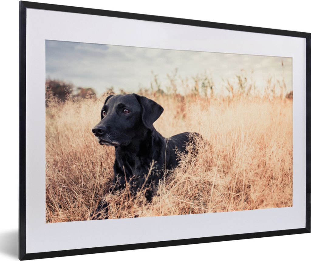 MuchoWow MuchoWow Gerahmtes Poster Ein Labrador Retriever liegt im hohen Gras 60x40 cm - Poster mit zchwarzem Bilderrahmen - Schlafzimmer - Pla...