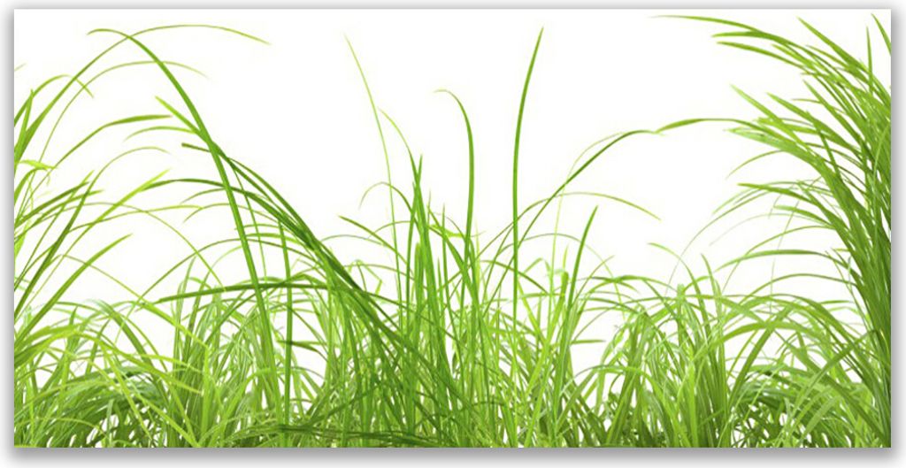 Küchenrückwand aus Glas 120x60cm Spritzschutz Gras Natur