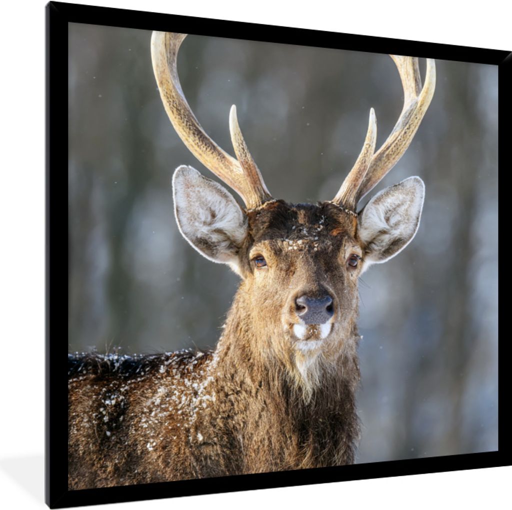 MuchoWow® MuchoWow® Gerahmtes Poster Rotwild - Weiß - Braun Produktbild 