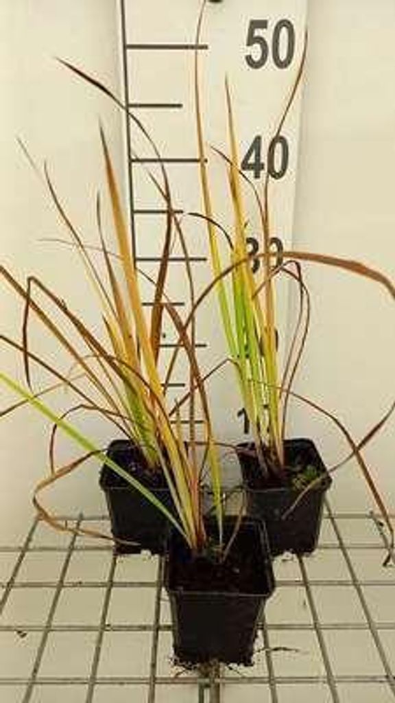 6 x Iris sib. 'Sparkling Rose' - Schwertlilie - Topf 9 x 9 cm
