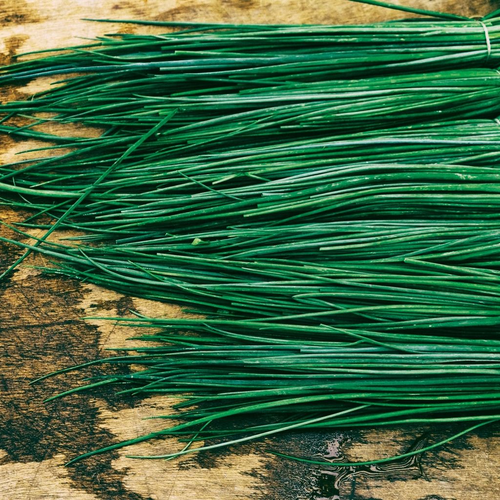 Schnittlauch Polyvert Samen - Allium schoenoprasum - Produktbild 6