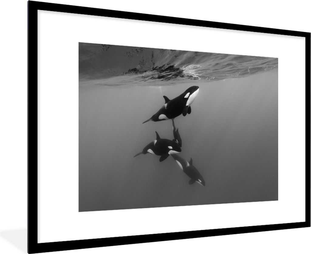 MuchoWow MuchoWow Gerahmtes Poster Orca - Wasser - Schwarz - Weiß 90x60 cm - Poster mit zchwarzem Bilderrahmen - Wanddekoration - Fotos