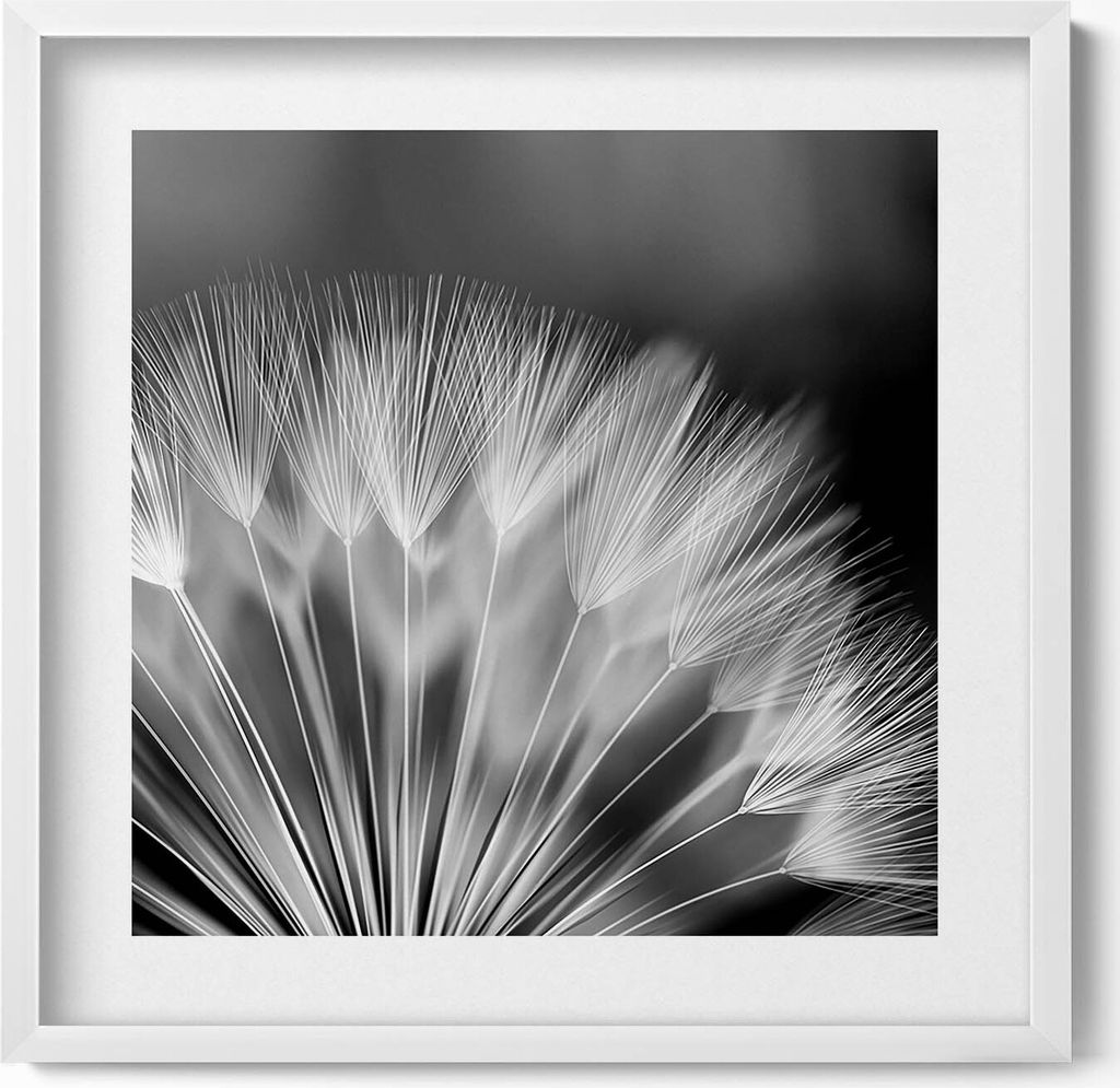 Schwarz-weiße Nahaufnahme einer Schmeißfliege– Wandbild mit Rahmen – Gerahmtes Bild – Wanddekoration – 50x50 cm – Weiß Rahmen