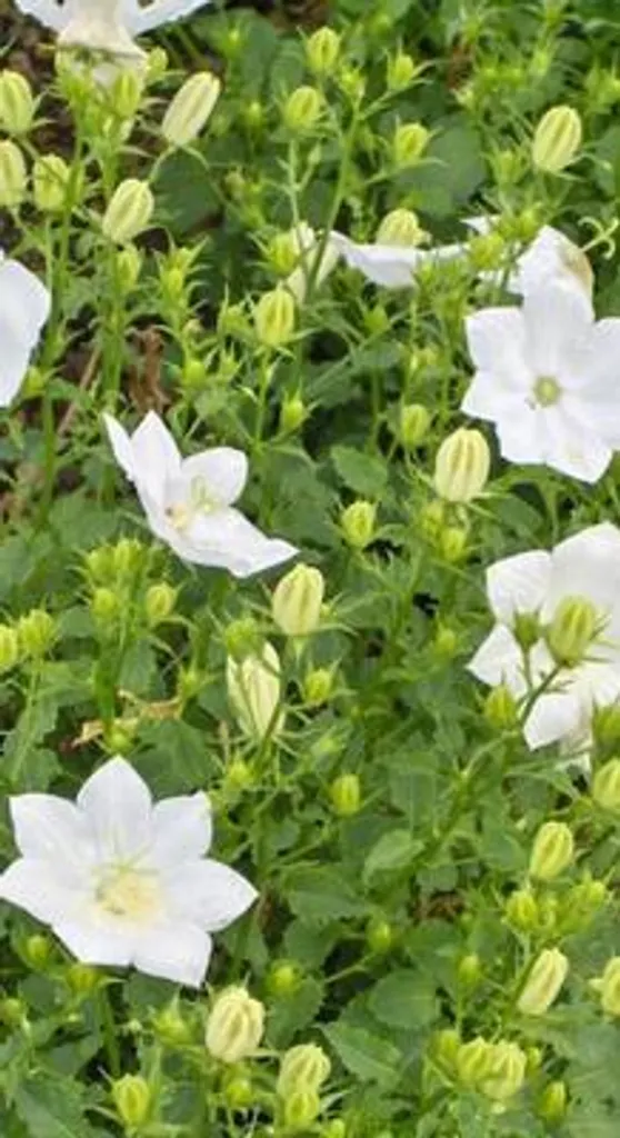 Campanula carp. White Clips : 6 plantes de rocaille blanches en pot - 2