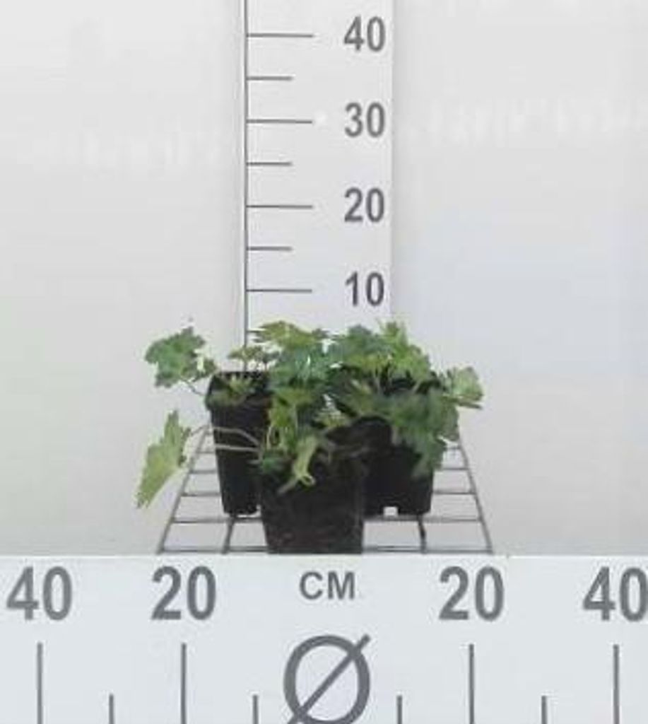 6 x Geranium hybr. 'Azure Rush' - Storchenschnabel - Topf 9 x 9 cm