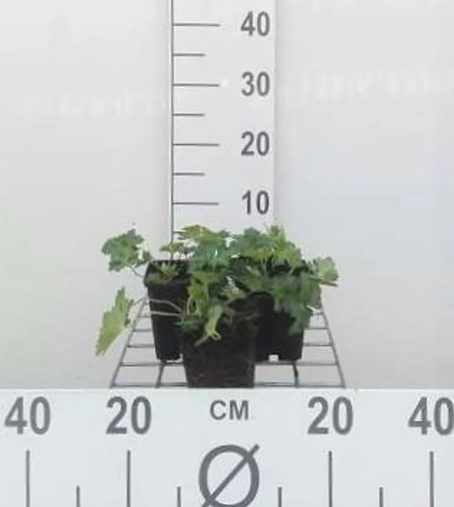 Plante vivace Geranium Azure Rush - Lot de 6 becs de cigogne bleus