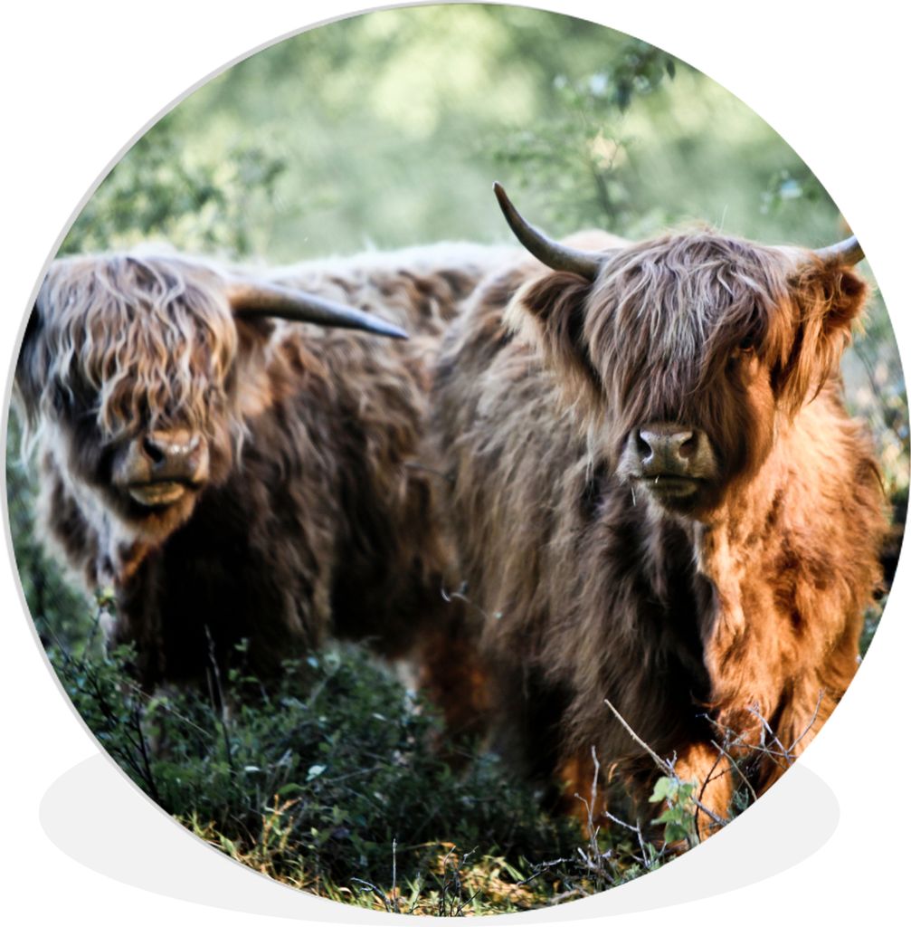 MuchoWow Rundes Wandbild - Runde Bilder Schottische Highlander - Wald - Tiere Ø 30 cm Kreis Wanddekoration Kunststoff - Wandkreis - Wandschmuck ...