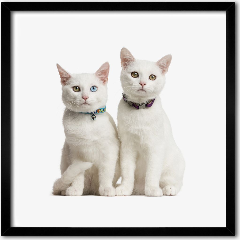 Bild - 50 cm x 50 cm - MDF - Rahmen, Wandkunst - Weiße Katzen