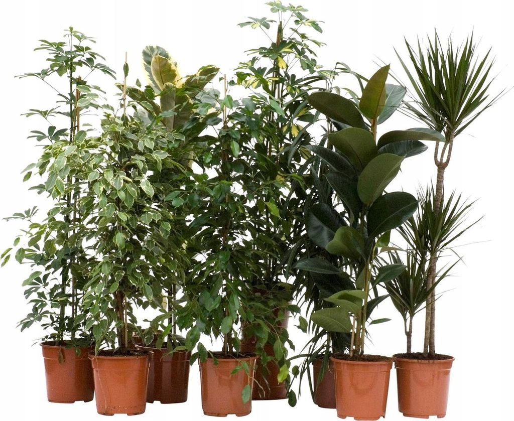Biohumus-Dnger Fr Grnpflanzen Monster Und Ficus 0,75L