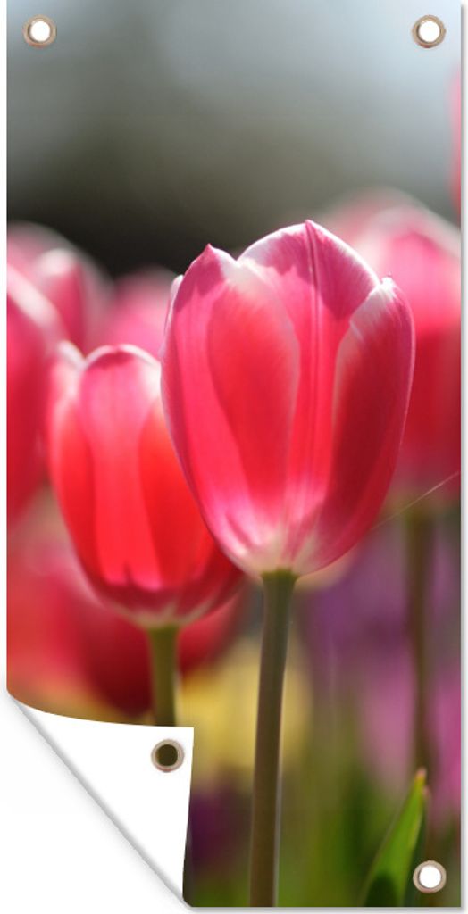 MuchoWow 30x60 cm Outdoor-Poster Gartendeko Sichtschutz Garten Poster für den Garten Rosa Tulpenblüten