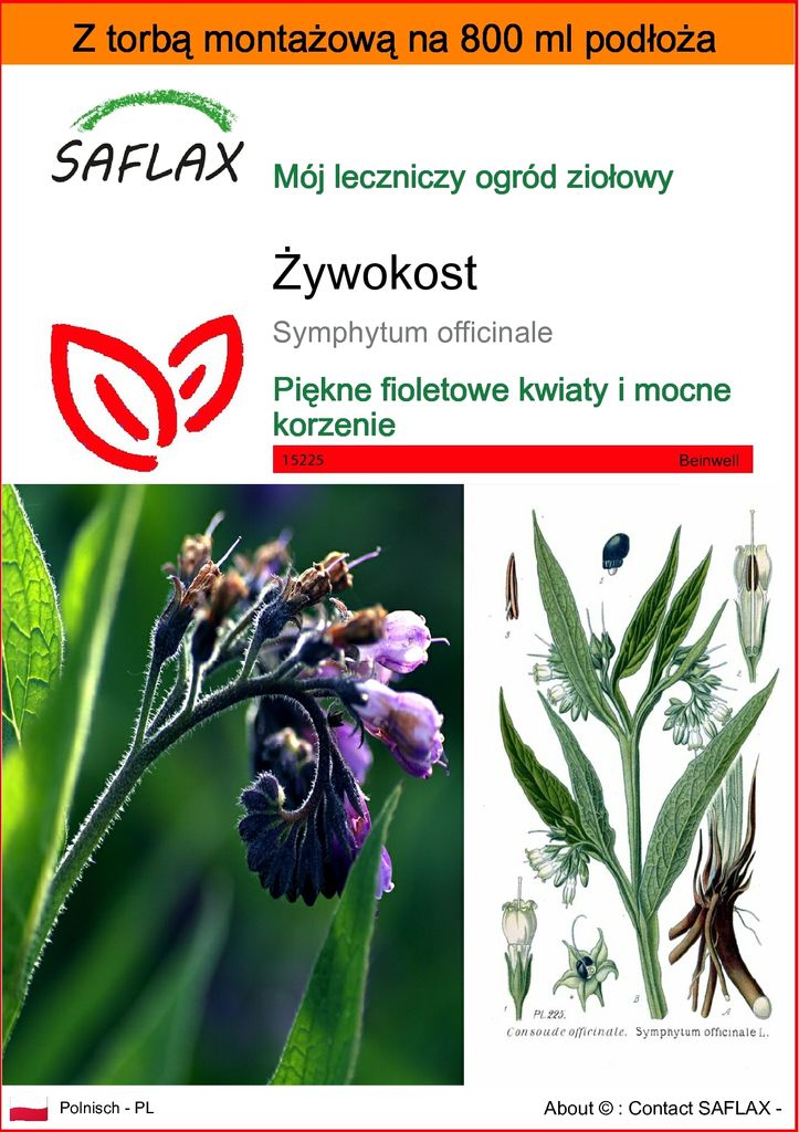 SAFLAX - Garden in the bag - Żywokost - 15 Nasiona - Z Zdjęcie produktu 