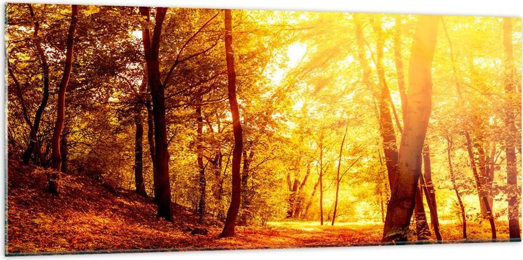 Bilder auf glas - Wald Baum Natur - 120x50cm - Glasbilder - Produktbild 