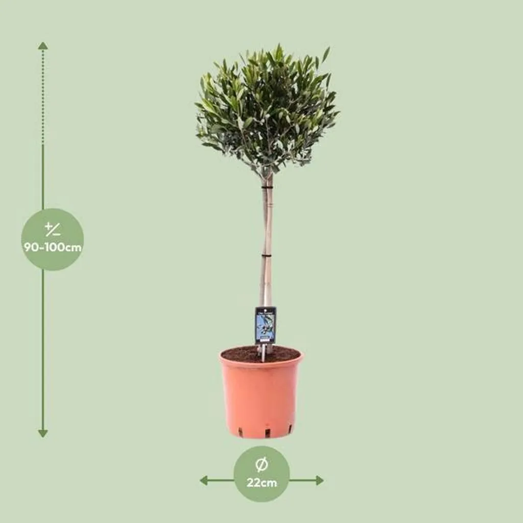 Olivier pour Balcon et Jardin 100 cm - Créez votre Coin de Méditerranée