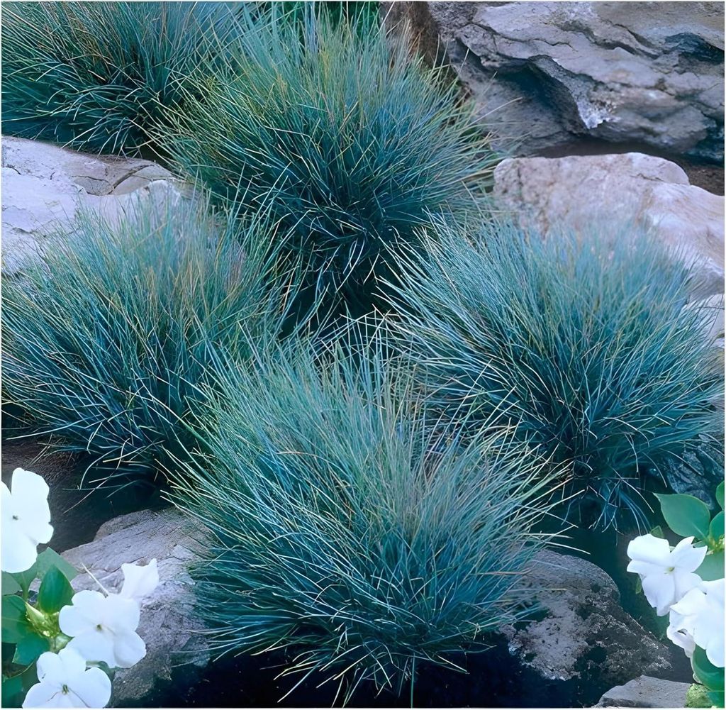 Stauden Gänge 3 x Festuca glauca/cinerea 'Elijah Blue' im 1 Liter Topf - Blauschwingel - Silberblaue Eleganz mit moderner Note