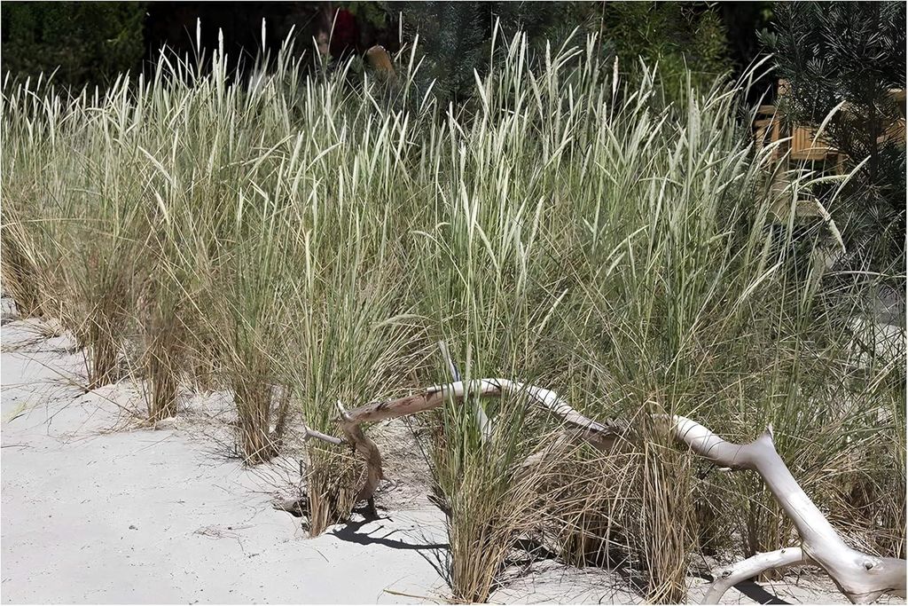 Stauden Gänge 1 x Ammophila arenaria im 1 Liter Topf - Strandhafer - Dünengras - Holen Sie sich ihr Urlaubsfeeling in den Garten