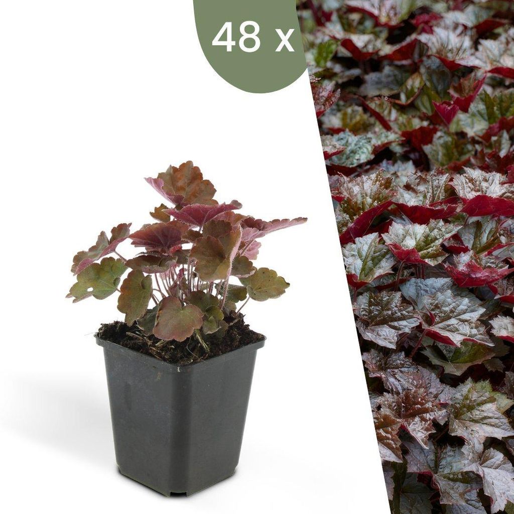 Plants by Frank | 48 Plantes d'heuchère pourpre | Heuchera Image du produit 