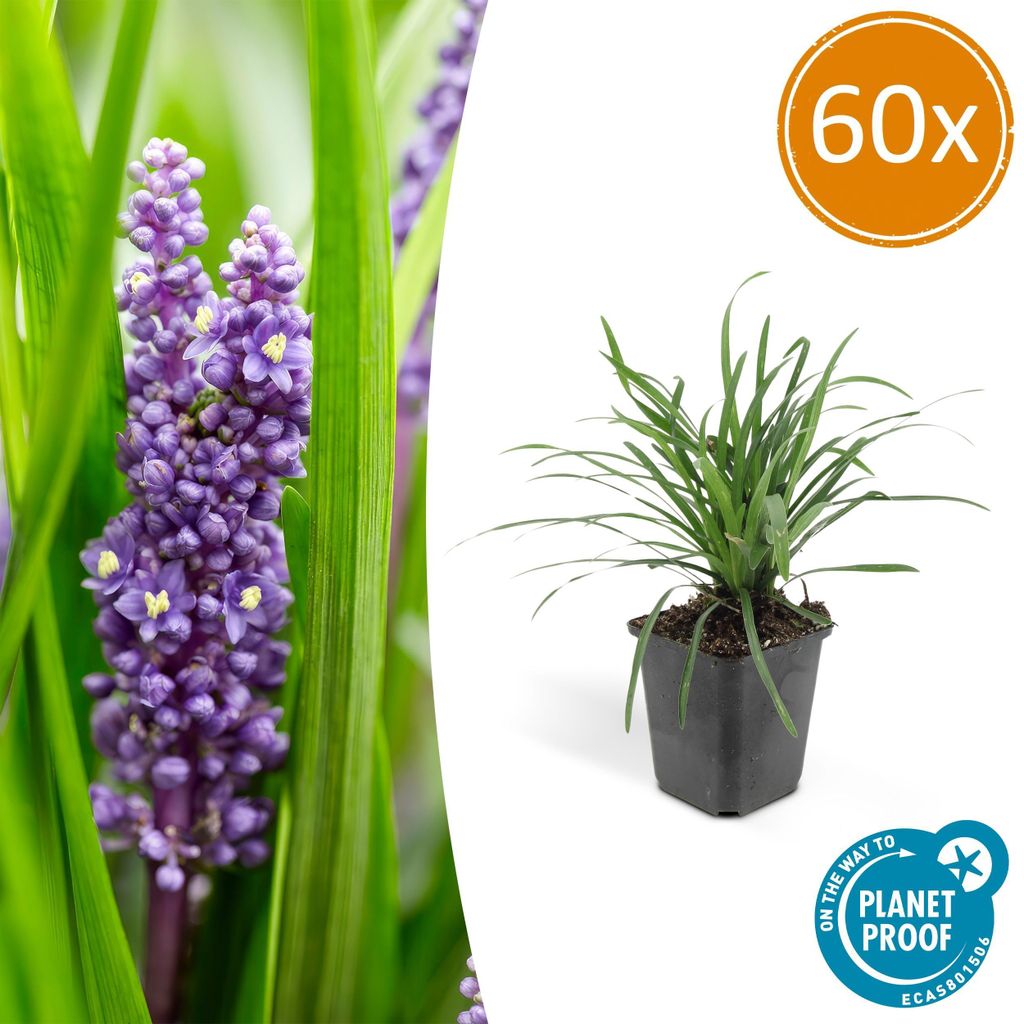 Liriope muscari 'Big Blue' | 60 Stücke - 10-25cm - Ø9cm - Gartenpflanze