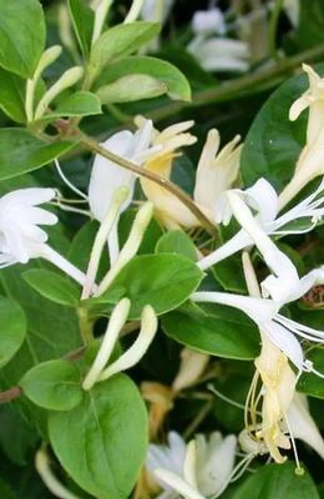 Chèvrefeuille Grimpant pour Pergola - Lonicera jap. Hall's Prolific