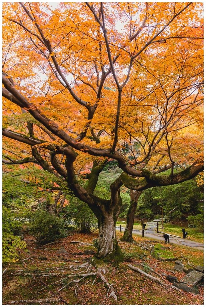 Wallario Premium Glasbild, freischwebende Optik, kräftige Farben, Größe 90 x 60 cm Motiv Gelber Ahornbaum im Herbst in Japan
