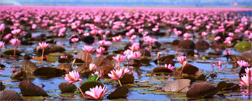 Wallario selbstklebendes Poster - Seerosenlandschaft mit rosa Blüten, Größe: 80 x 200 cm