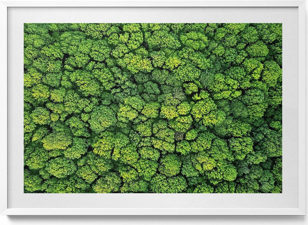 Natur Pflanzen Moos– Wandbild mit Rahmen – Gerahmtes Bild – Wanddekoration – 100x70 cm – Weiß Rahmen