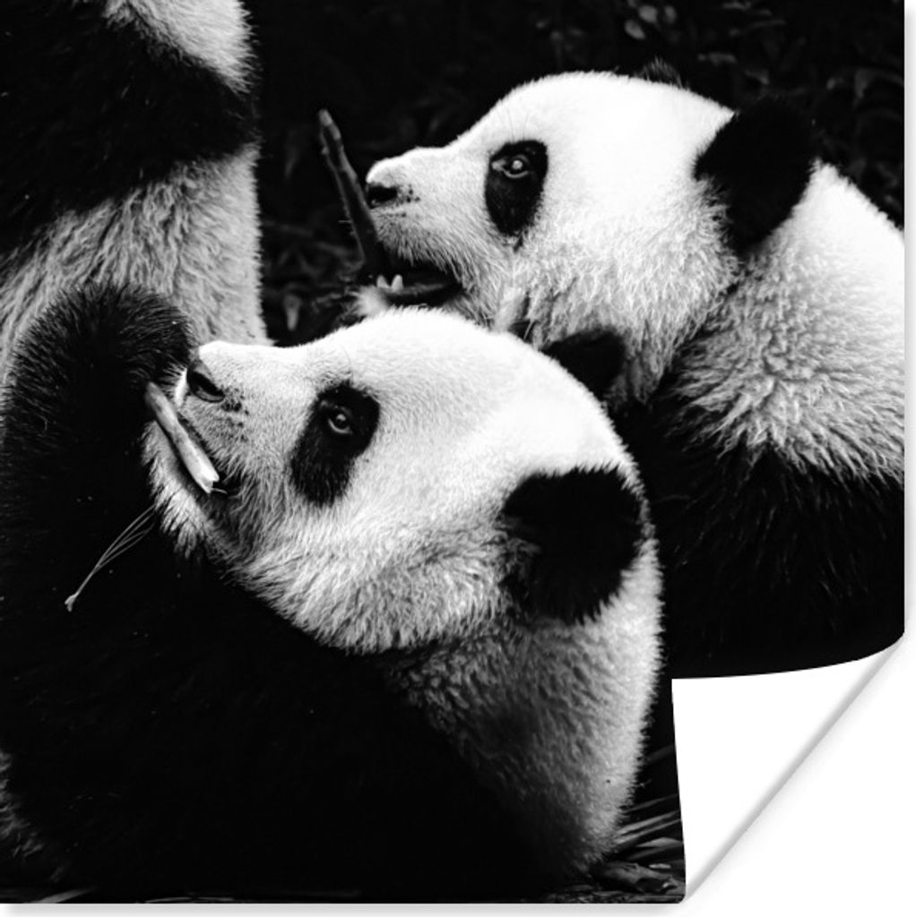 MuchoWow Poster Pandas - Schwarz - Weiß 50x50 cm - Wohnzimmerdekoration