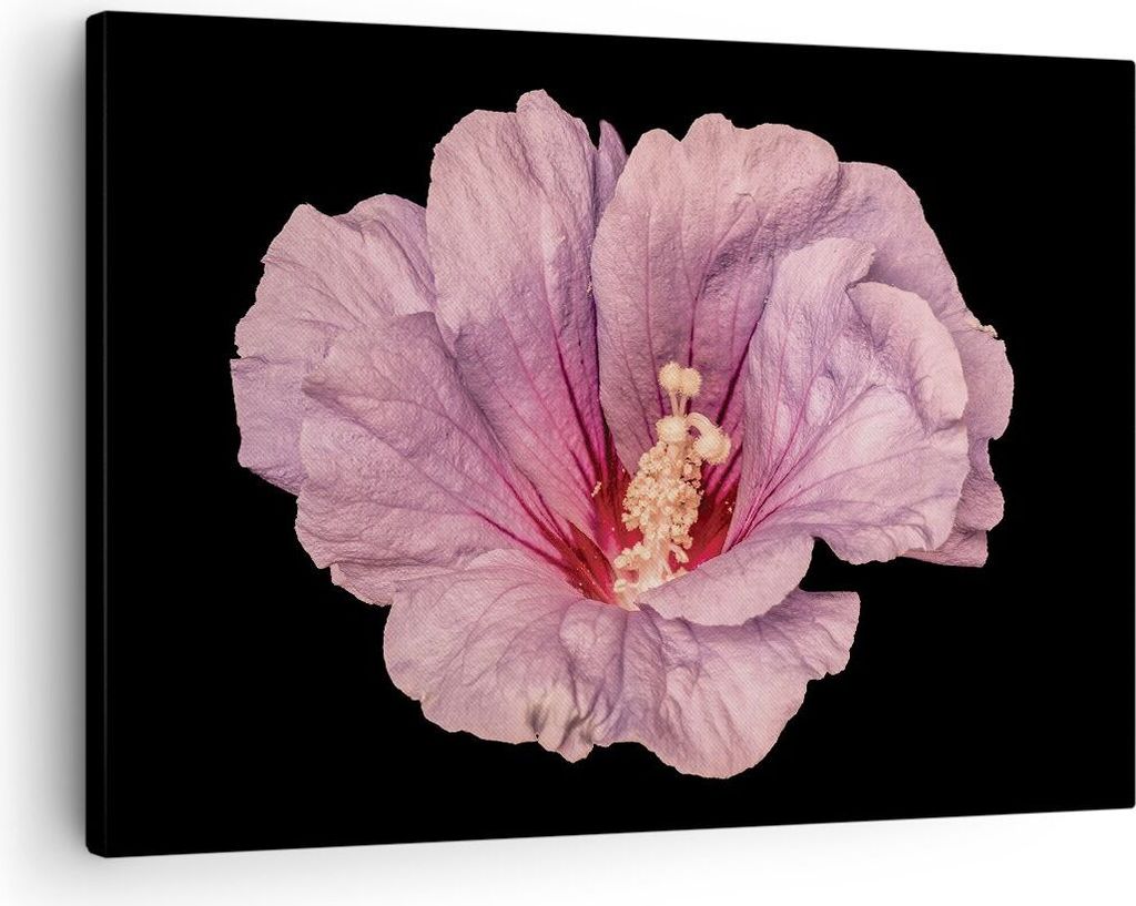 Bild auf Leinwand - Leinwandbild - Einteilig - Hibiskus Blume Rosa - 70x50cm - Wand Bild - Wanddeko - Wandbilder - Leinwanddruck - Bilder - Wanddek...