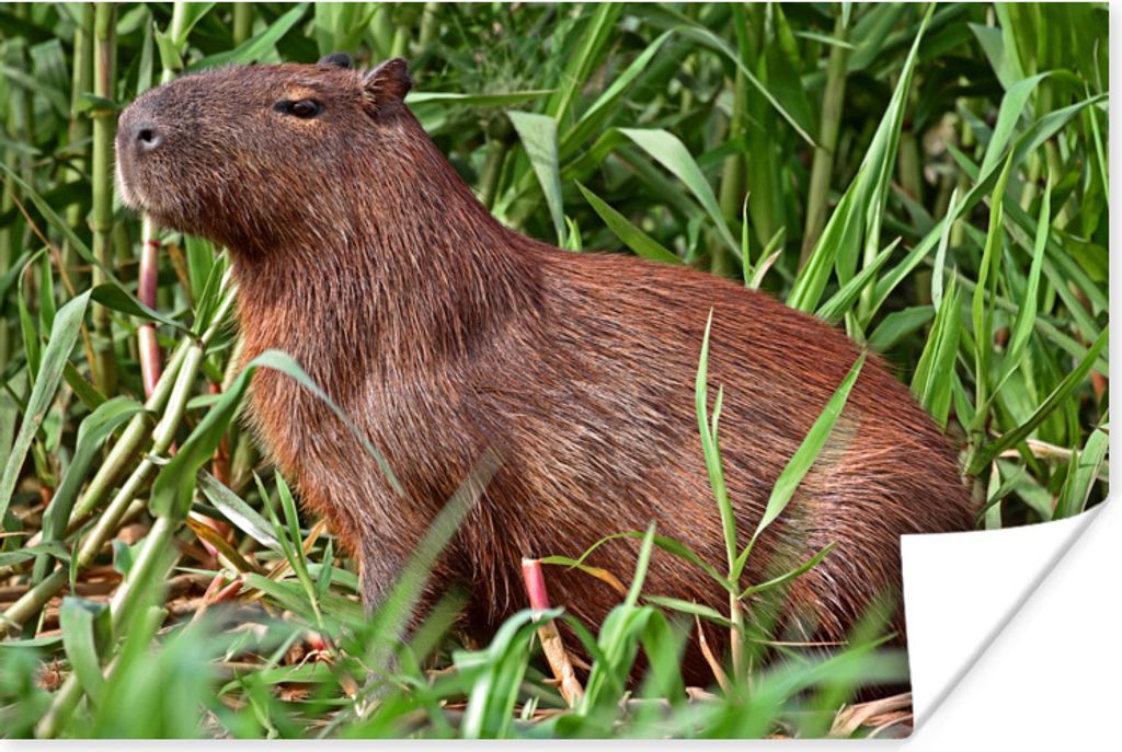 MuchoWow Poster Ein Wasserschwein sitzt am Flussufer im Sumpfgebiet des Pantanal 90x60 cm - Schlafzimmer
