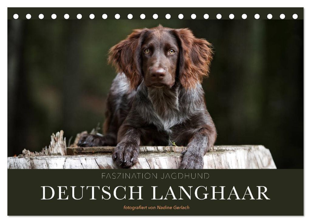 Faszination Jagdhund - Deutsch Langhaar (Tischkalender 2027 DIN A5 quer), CALVENDO Monatskalender