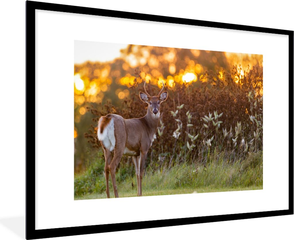 MuchoWow Gerahmtes Poster Hirsche - Pflanzen - Sonnenuntergang - Wildtiere - Natur 90x60 cm - Poster mit Schwarzem Bilderrahmen Wandposter Rahmen...