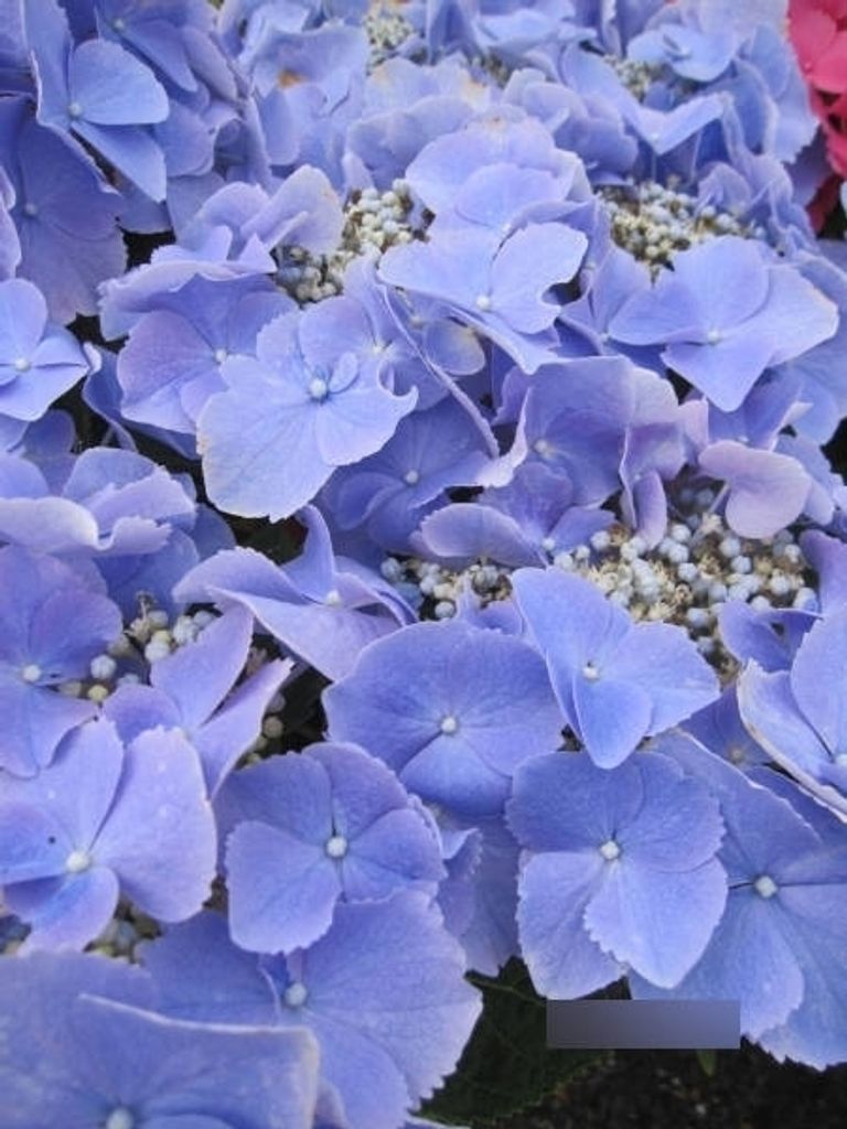 Hydrangea macrophylla Frisbee Blue - Bauernhortensie Frisbee Blue