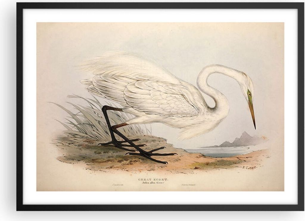 Gerahmtes Poster - Schwarzer Rahmen - Vogel Weiß Reiher - 70x50 cm - Wand Bild - Wanddeko - Wandbilder - Kunstposter - Wandposter - Bilderrahmen -...